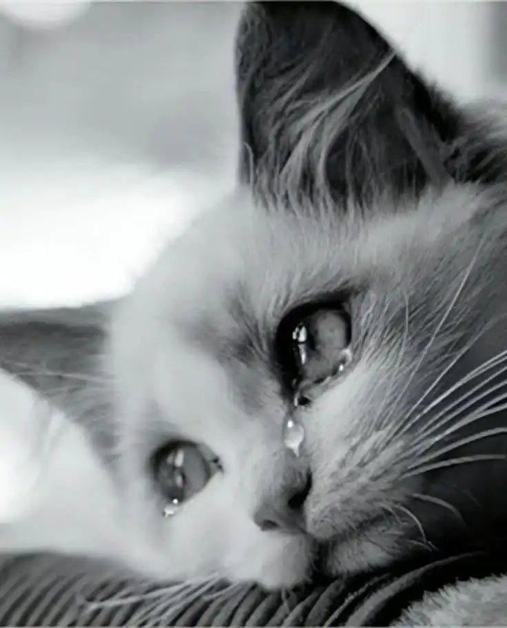 dp sad dp sad